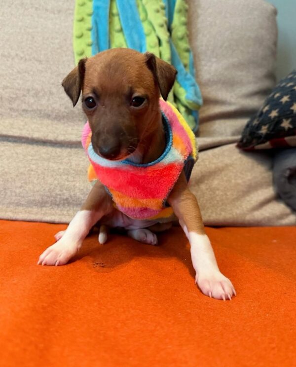 🐶 Male Italian Greyhound Puppy for Sale – Meet Milo 🐶 - Image 3
