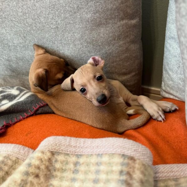 🐶 Female Italian Greyhound Puppy for Sale – Meet Lilly 🐶 - Image 2
