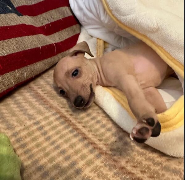 🐶 Female Italian Greyhound Puppy for Sale – Meet Lilly 🐶 - Image 8