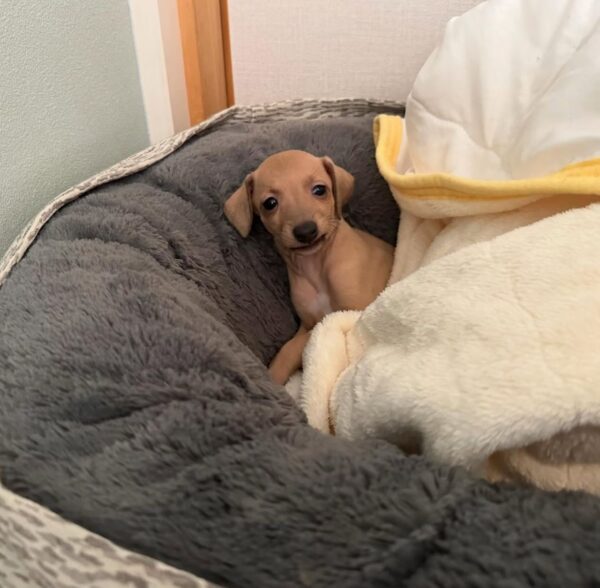 🐶 Female Italian Greyhound Puppy for Sale – Meet Lilly 🐶 - Image 3