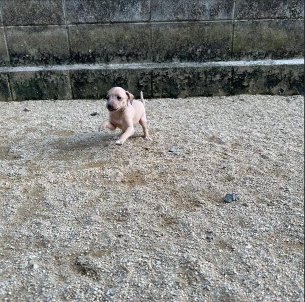 🐶 Female Italian Greyhound Puppy for Sale – Meet Lilly 🐶 - Image 5