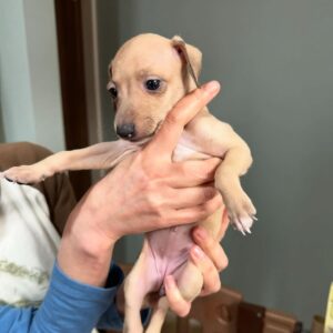 🐶 Female Italian Greyhound Puppy for Sale – Meet Lilly 🐶