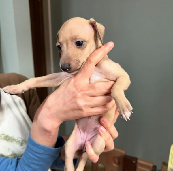 🐶 Female Italian Greyhound Puppy for Sale – Meet Lilly 🐶