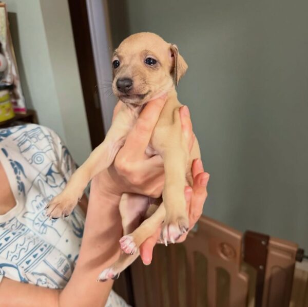 🐶 Female Italian Greyhound Puppy for Sale – Meet Lilly 🐶 - Image 6