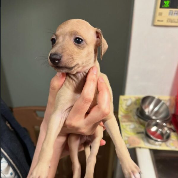 🐶 Female Italian Greyhound Puppy for Sale – Meet Lilly 🐶 - Image 4