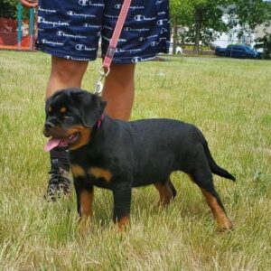 🐾 Female German Rottweiler Puppy for Sale – Meet Lina 🐾