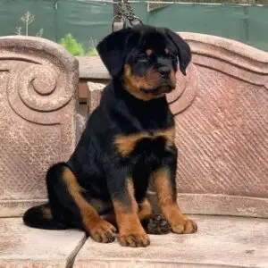 🐾 Male German Rottweiler Puppy for Sale – Meet Jaky 🐾
