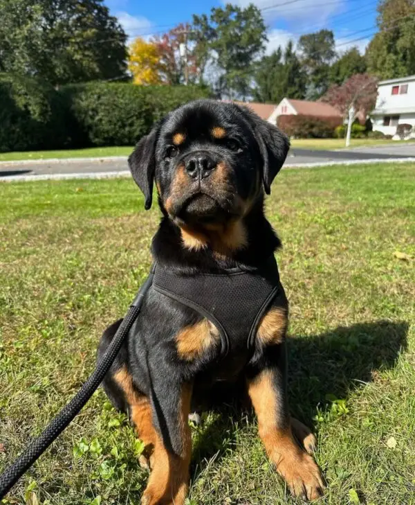 🐾 Male German Rottweiler Puppy for Sale – Meet Thor 🐾 - Image 3