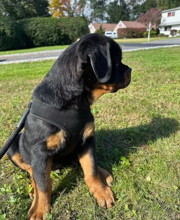🐾 Male German Rottweiler Puppy for Sale – Meet Thor 🐾 - Image 2