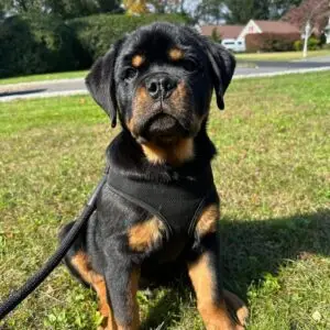 🐾 Male German Rottweiler Puppy for Sale – Meet Thor 🐾
