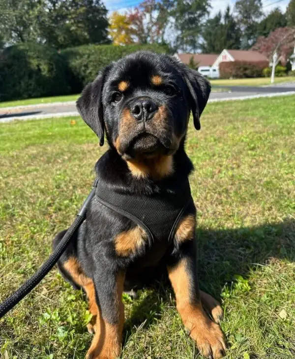 🐾 Male German Rottweiler Puppy for Sale – Meet Thor 🐾