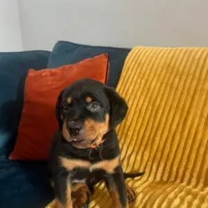 🐾 Male German Rottweiler Puppy for Sale – Meet Ben 🐾