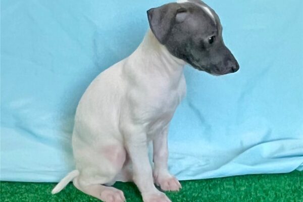 🐾 Female Italian Greyhound Puppy for Sale – Meet Gianna 🐾 - Image 4