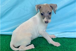 🐾 Female Italian Greyhound Puppy for Sale – Meet Gianna 🐾