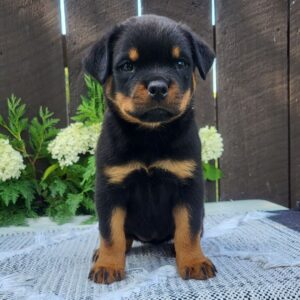 Female Rottweiler Puppy for Sale