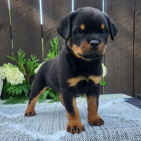 🐾 Female Rottweiler Puppy for Sale – Meet Bella 🐾 - Image 3