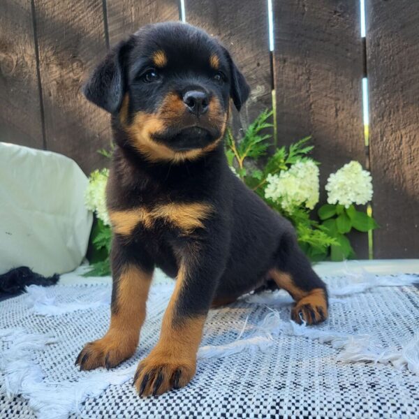 🐾 Female Rottweiler Puppy for Sale – Meet Bella 🐾 - Image 2