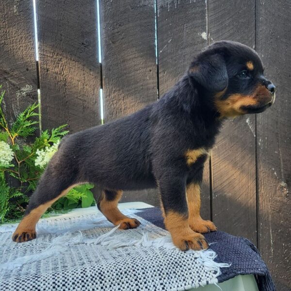 🐾 Female Rottweiler Puppy for Sale – Meet Bella 🐾 - Image 5