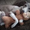 🐾 The Ultimate Guide to Italian Greyhounds: Everything You Need to Know Before Bringing One Home
