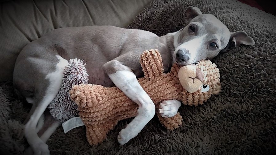 🐾 The Ultimate Guide to Italian Greyhounds: Everything You Need to Know Before Bringing One Home