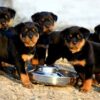 🐾 Top 10 Reasons Why Rottweilers Make the Perfect Family Dog