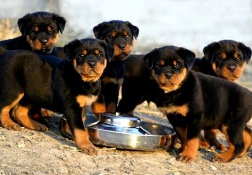 🐾 Top 10 Reasons Why Rottweilers Make the Perfect Family Dog