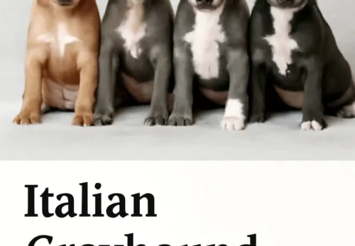 4 Italian Greyhound Puppies for Sale in Ohio | Find Your Perfect Pup Today