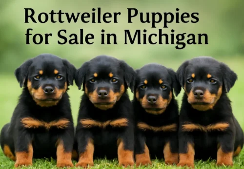 Discover the Best Rottweiler Puppies for Sale in Michigan: 5 Expert Tips for a Perfect Companion